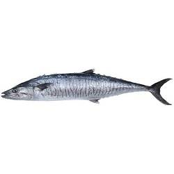 ماهی شیر نیزه 